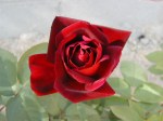 rose.baiRie8a